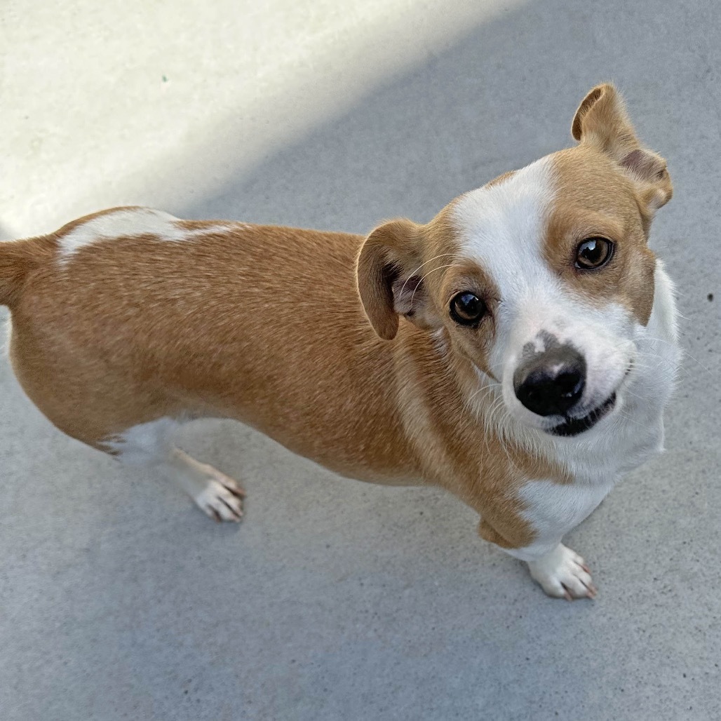 Dot, an adoptable Mixed Breed in Hailey, ID, 83333 | Photo Image 3