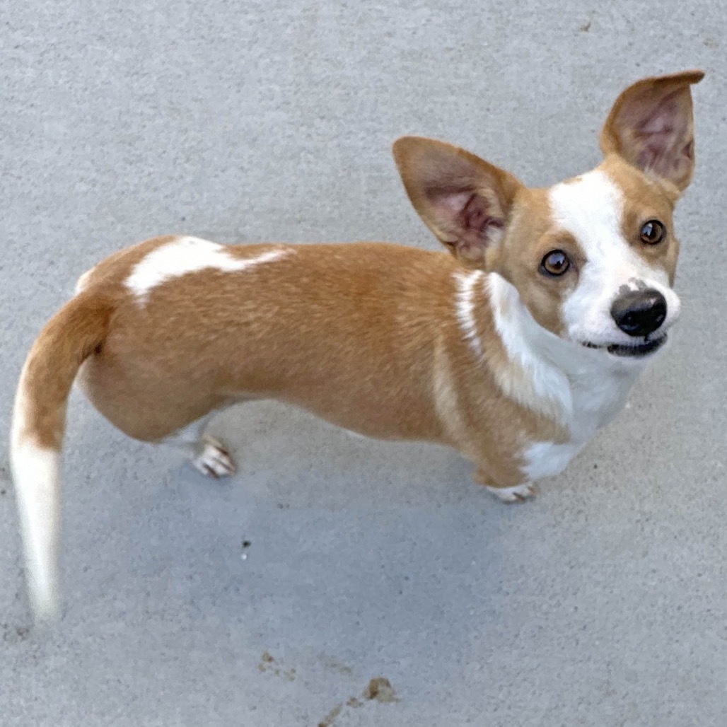 Dot, an adoptable Mixed Breed in Hailey, ID, 83333 | Photo Image 4