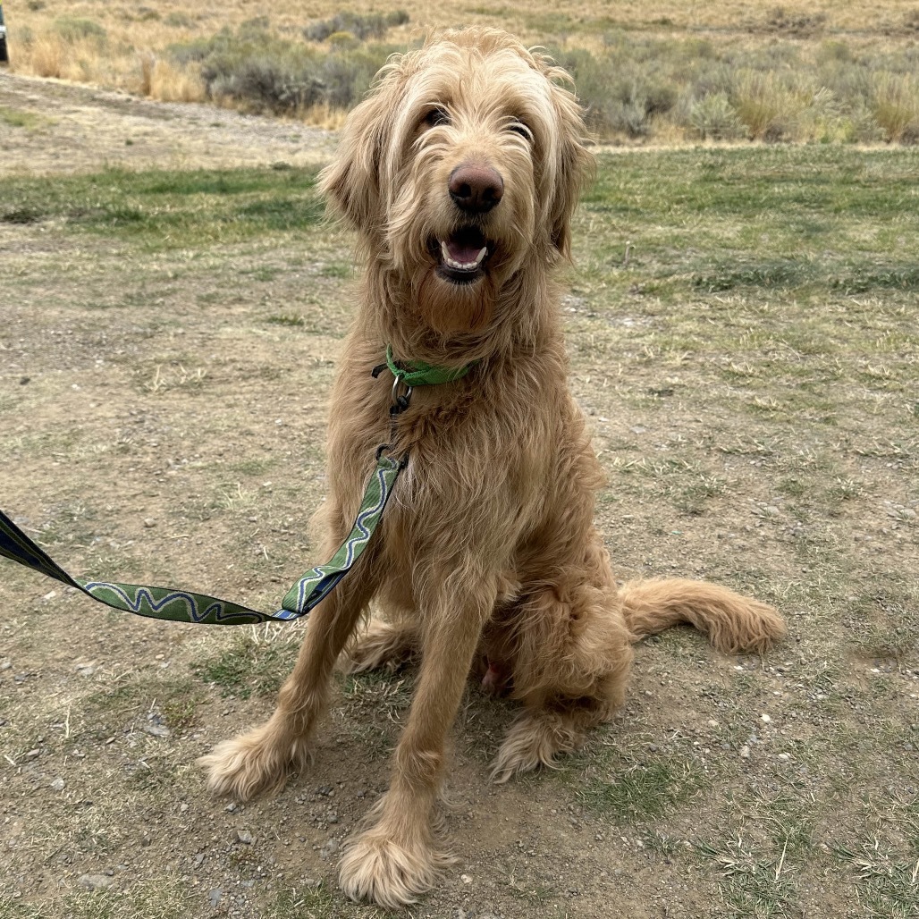 Cricket, an adoptable Mixed Breed in Hailey, ID, 83333 | Photo Image 1