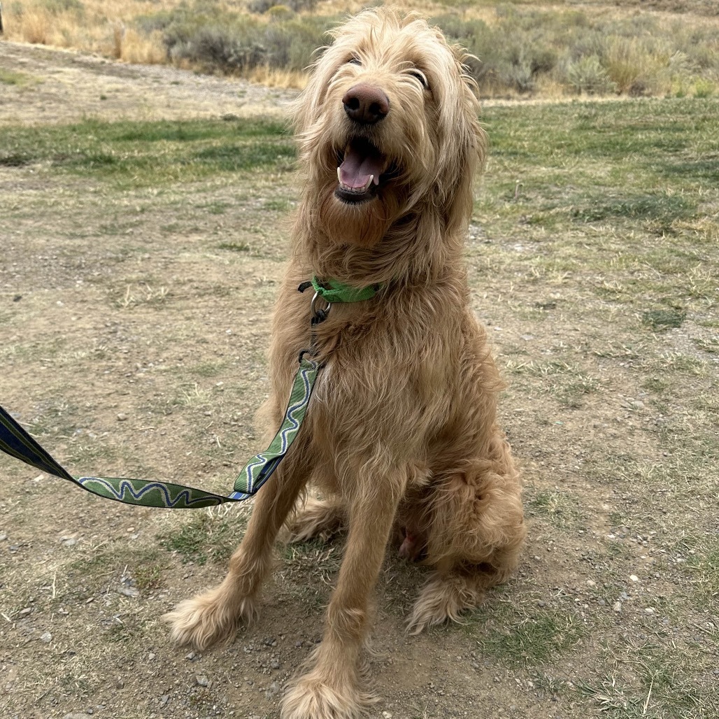 Cricket, an adoptable Mixed Breed in Hailey, ID, 83333 | Photo Image 2