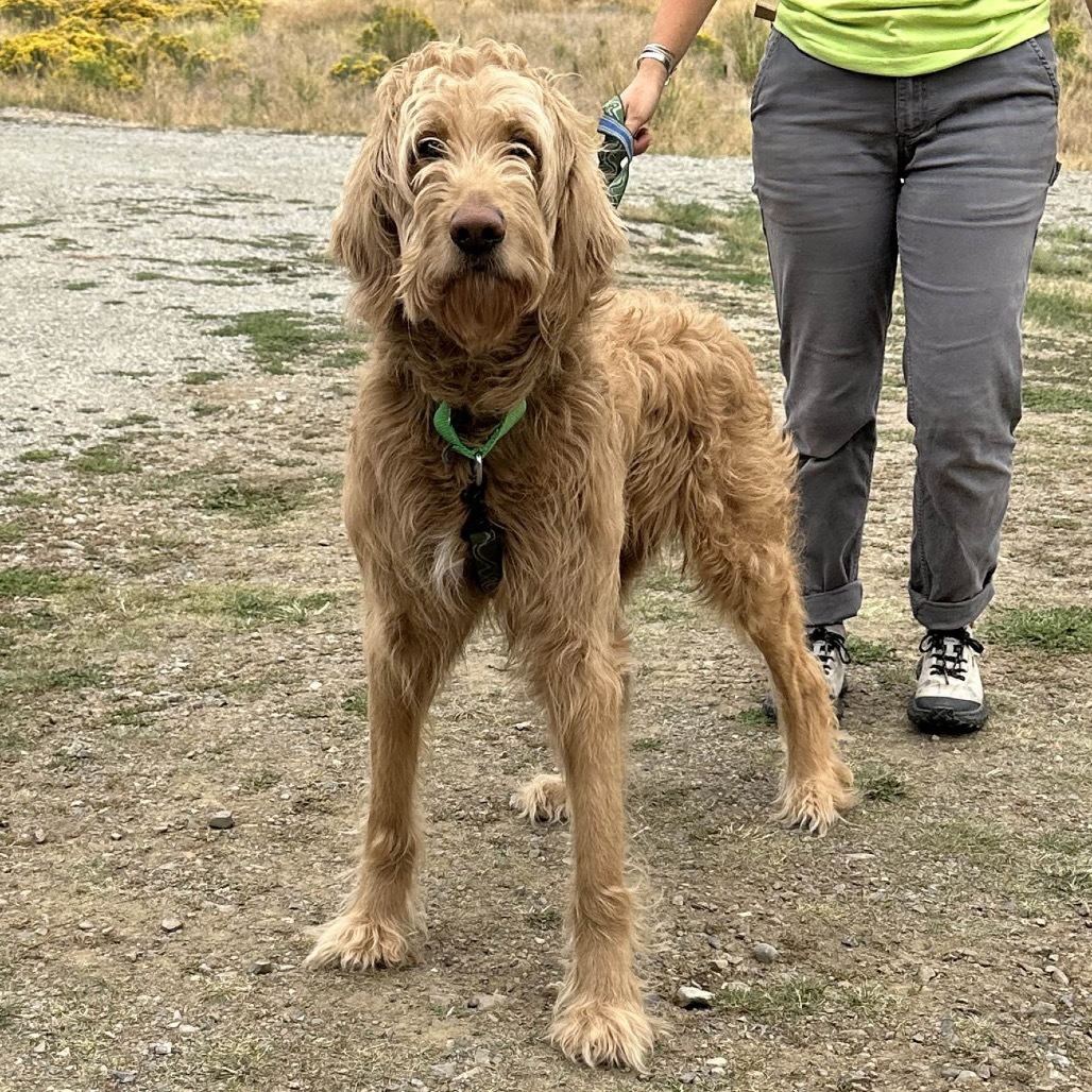 Cricket, an adoptable Mixed Breed in Hailey, ID, 83333 | Photo Image 3