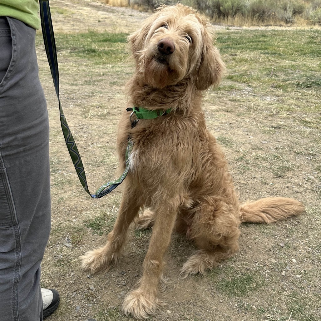 Cricket, an adoptable Mixed Breed in Hailey, ID, 83333 | Photo Image 4