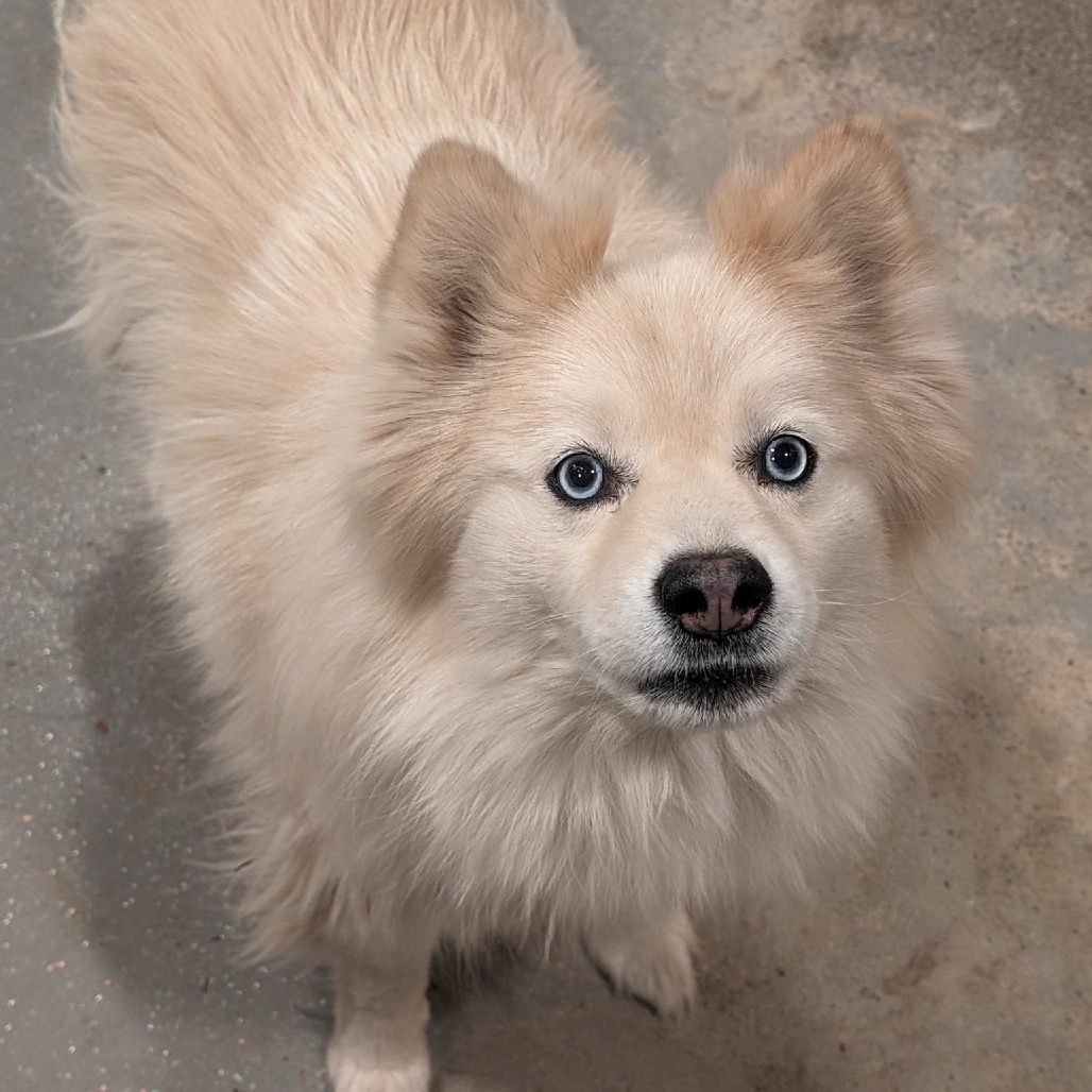 Kodiak