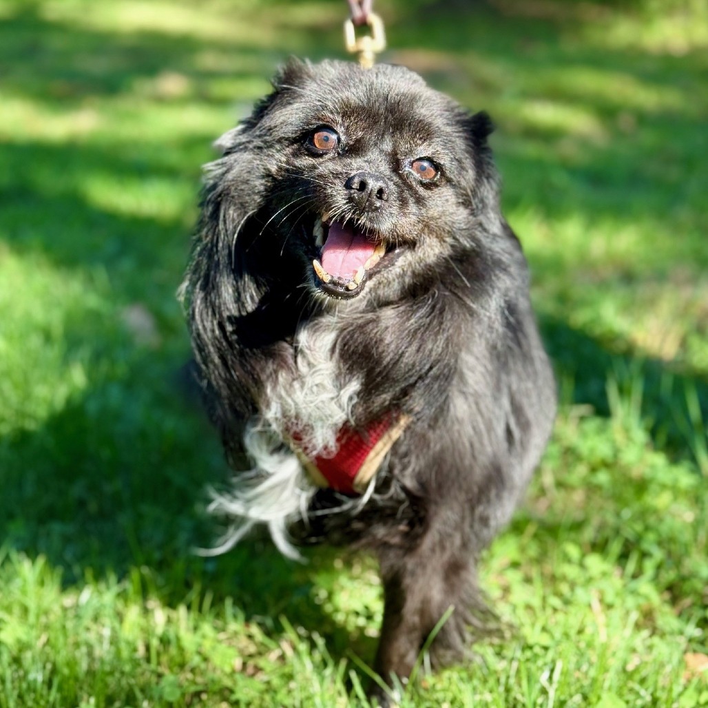 Meredith, an adoptable Spitz in East Hampton, NY, 11937 | Photo Image 1