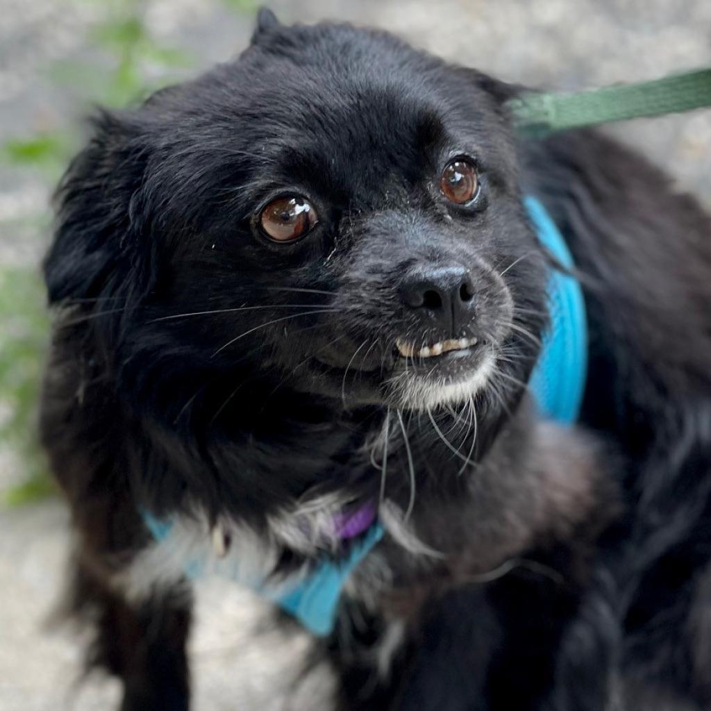 Meredith, an adoptable Spitz in East Hampton, NY, 11937 | Photo Image 2