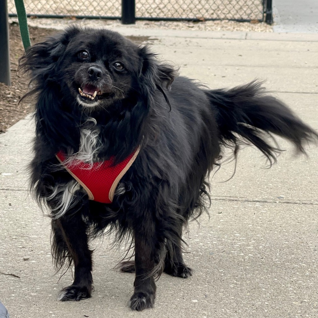 Meredith, an adoptable Spitz in East Hampton, NY, 11937 | Photo Image 3