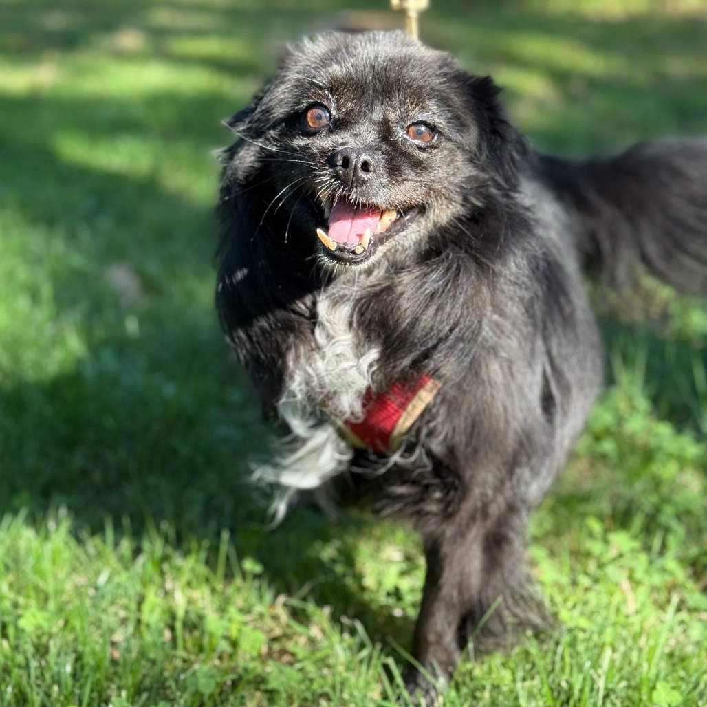 Meredith, an adoptable Spitz in East Hampton, NY, 11937 | Photo Image 4