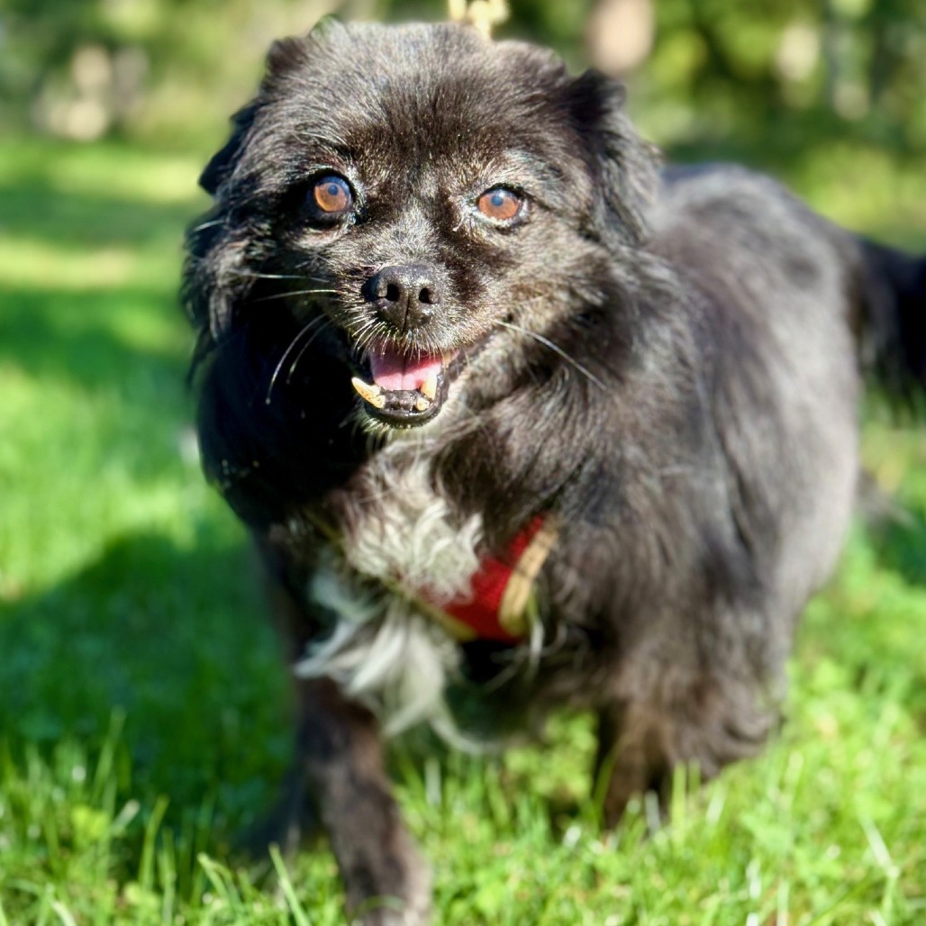 Meredith, an adoptable Spitz in East Hampton, NY, 11937 | Photo Image 5