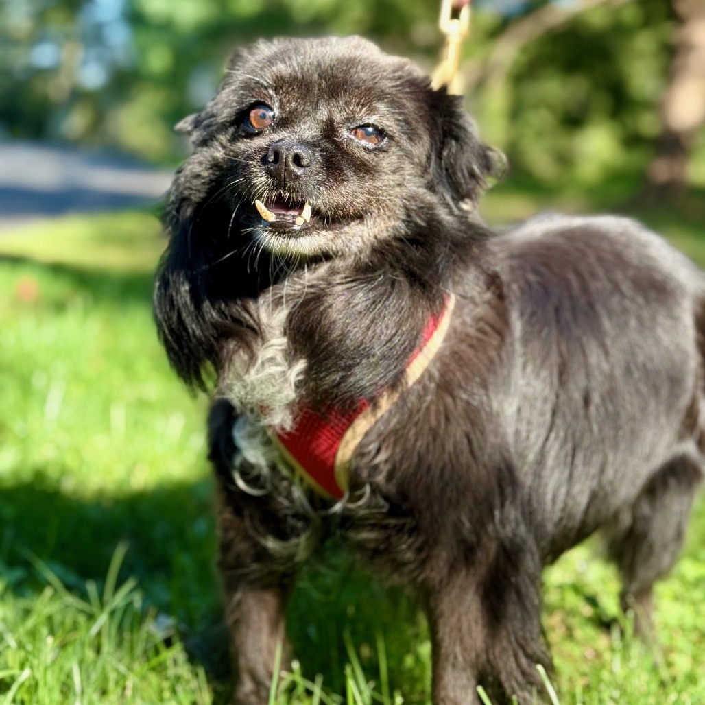 Meredith, an adoptable Spitz in East Hampton, NY, 11937 | Photo Image 6