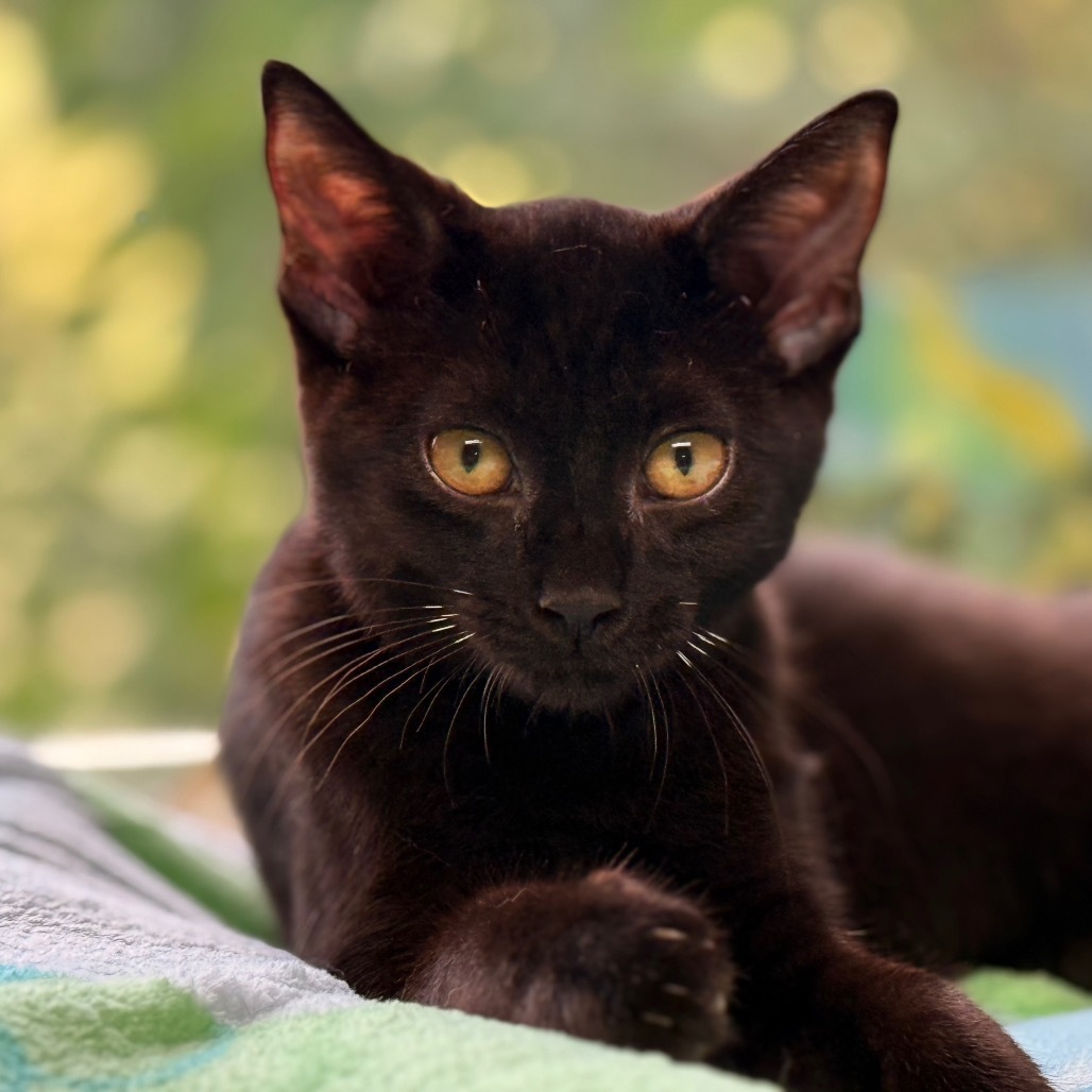 Bellatrix