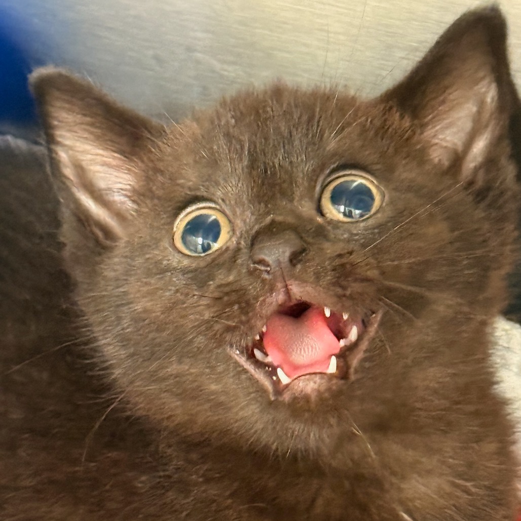 Bellatrix