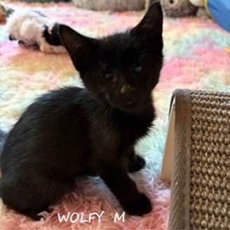 Wolfy