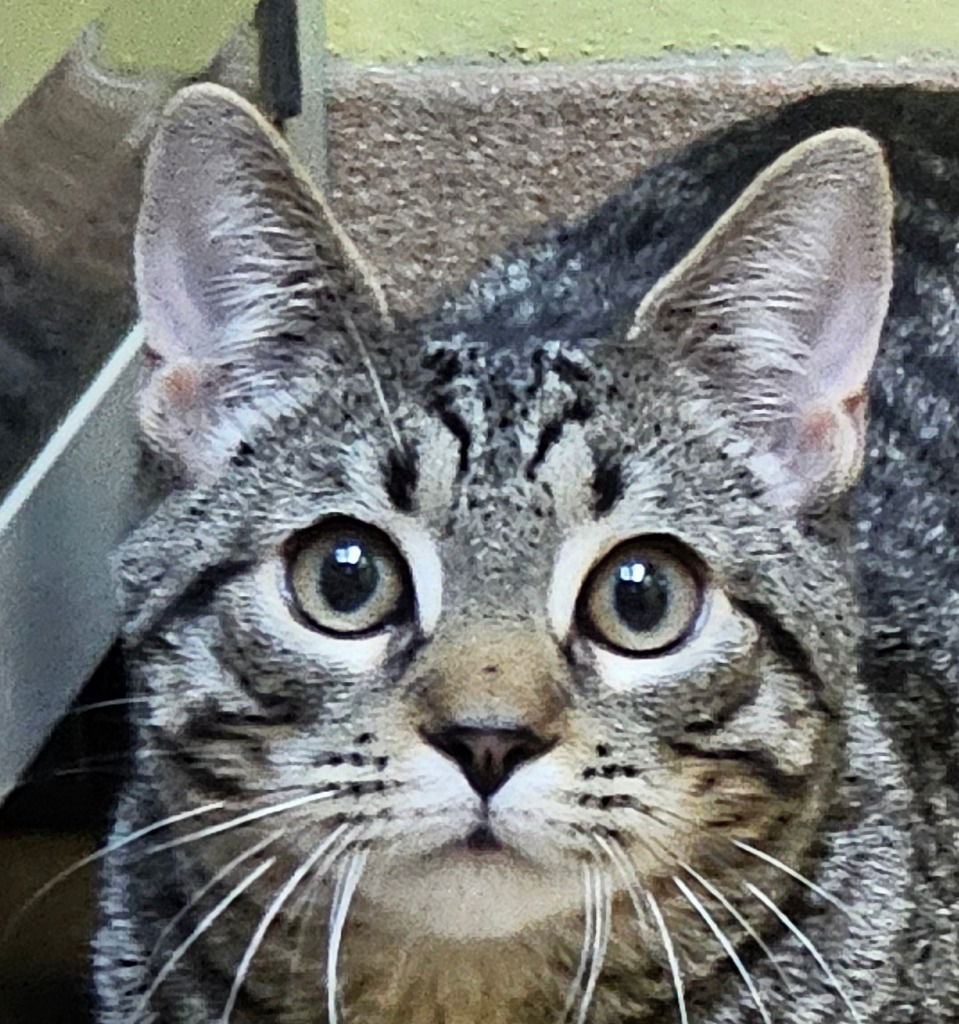 Kahlua