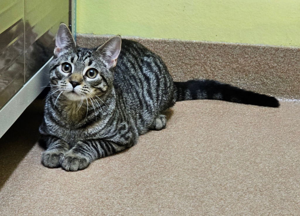 Kahlua