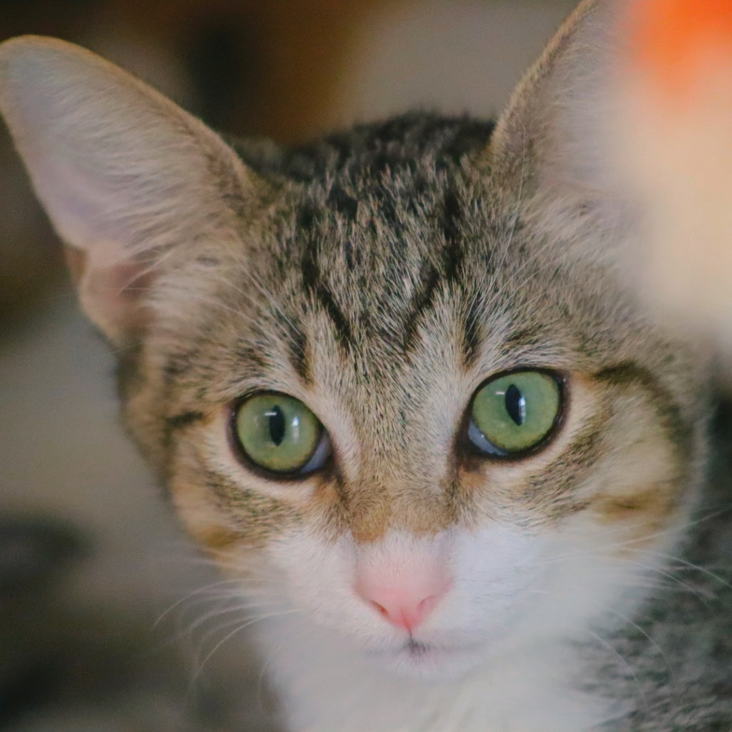 Milo