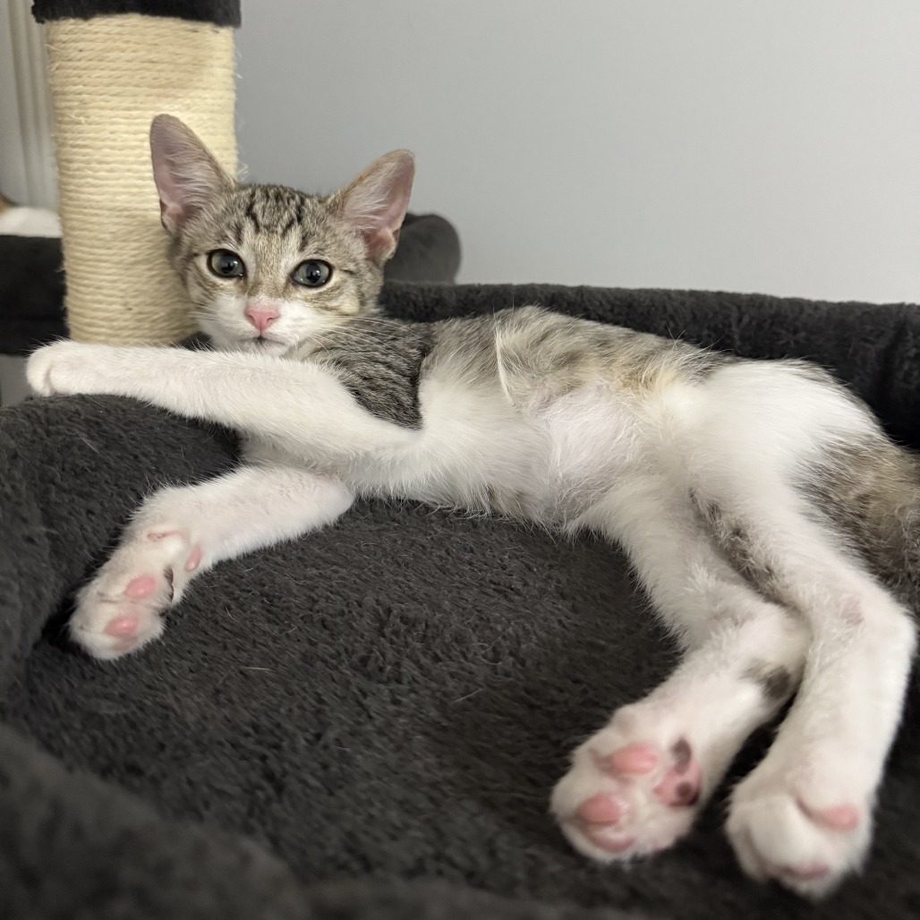 Milo