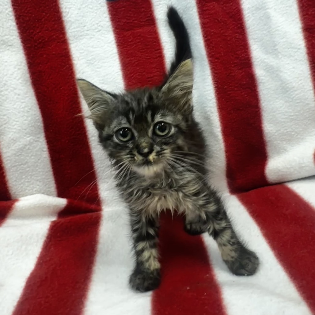 Delilah