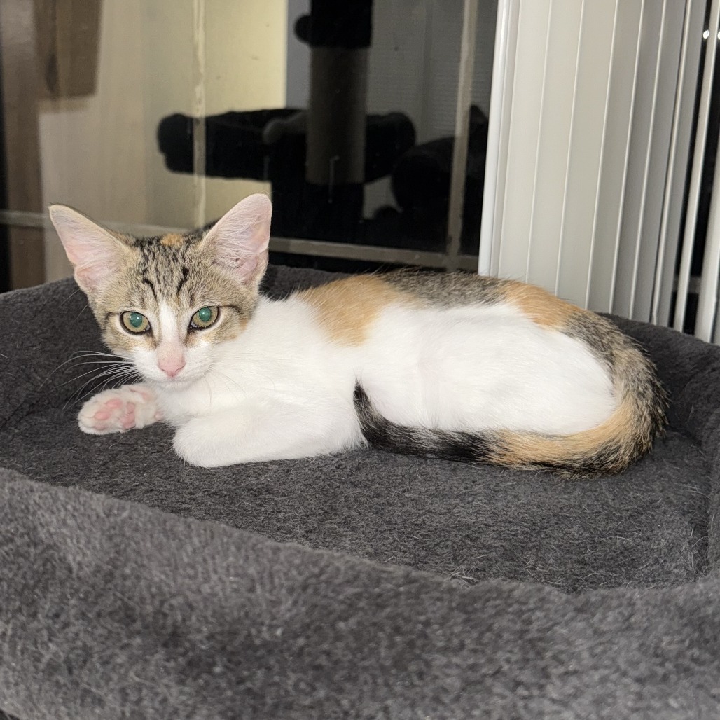 Gia