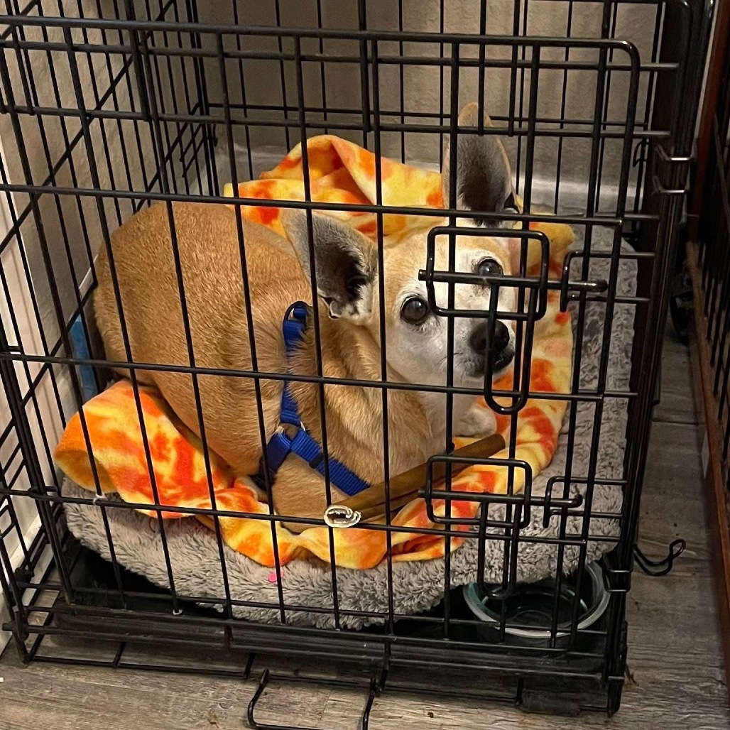 Arlo