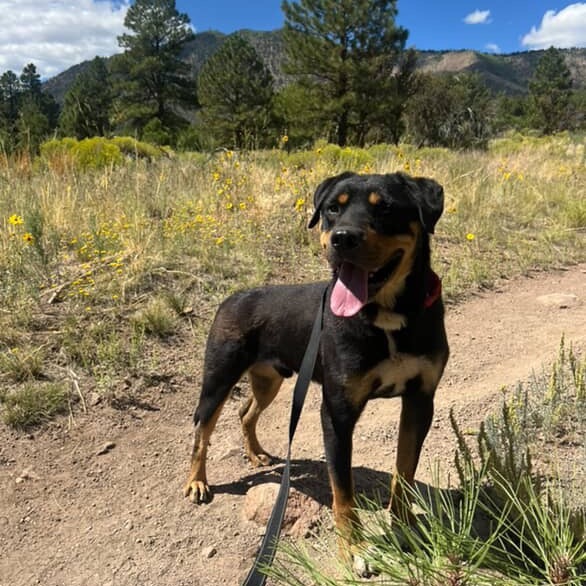 Elmer Fudd - Best Hiking Buddy -Adopt $15.