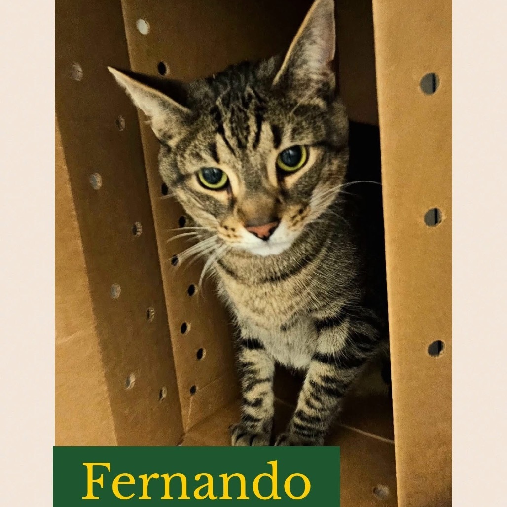 Fernando