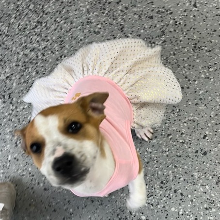 Lindy (Lola) 26801