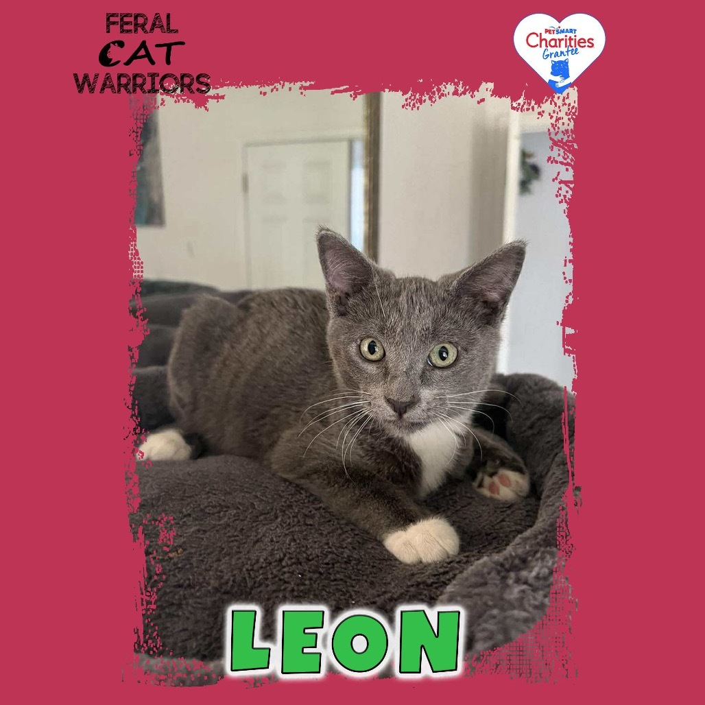 Leon, an adoptable Domestic Short Hair in Kingman, AZ, 86401 | Photo Image 1