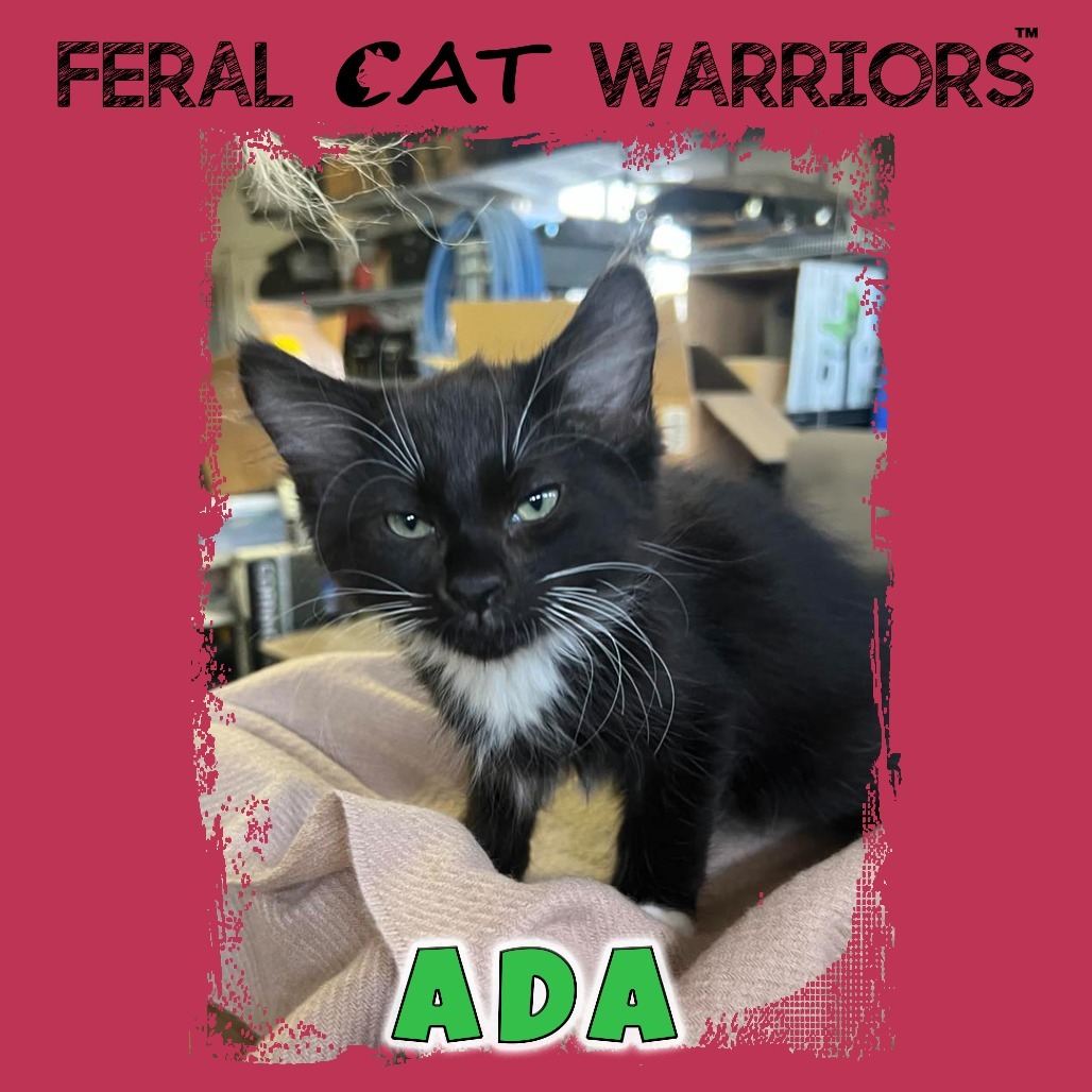 Ada, an adoptable Domestic Medium Hair in Kingman, AZ, 86401 | Photo Image 1