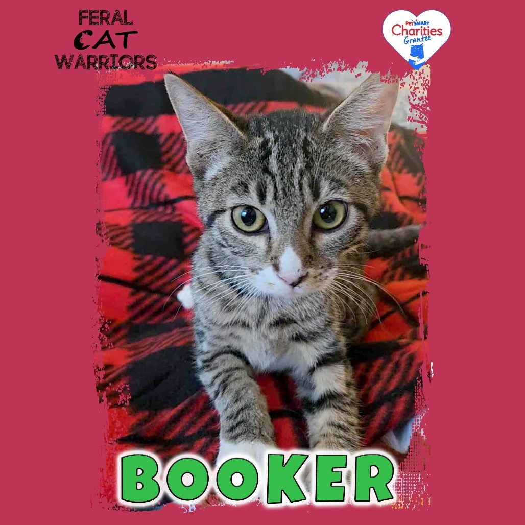 Booker, an adoptable Domestic Short Hair in Kingman, AZ, 86401 | Photo Image 1