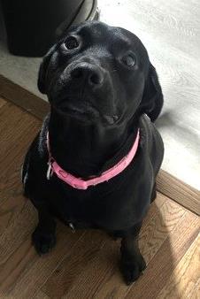 Mojo