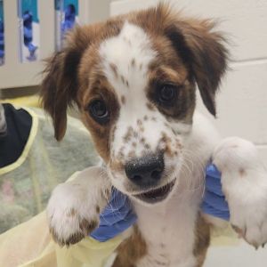 Freckle Bear