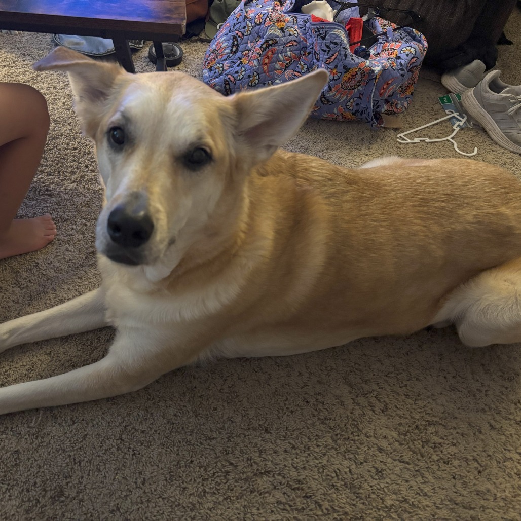 Maya