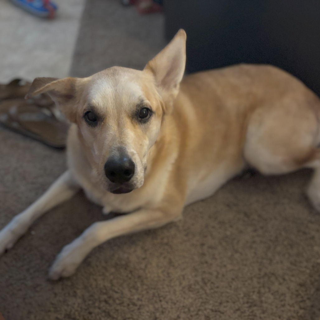 Maya
