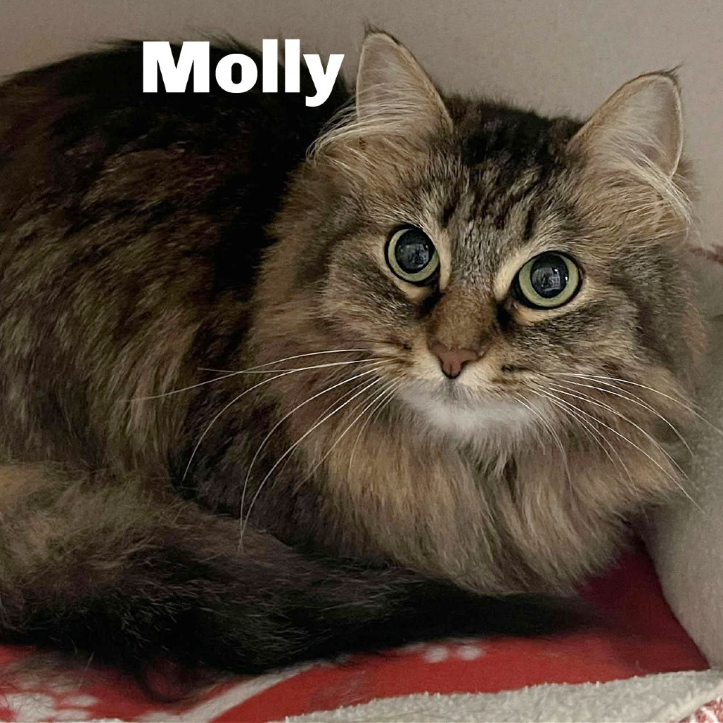 Molly 250771, an adoptable Domestic Long Hair in Escanaba, MI, 49829 | Photo Image 1
