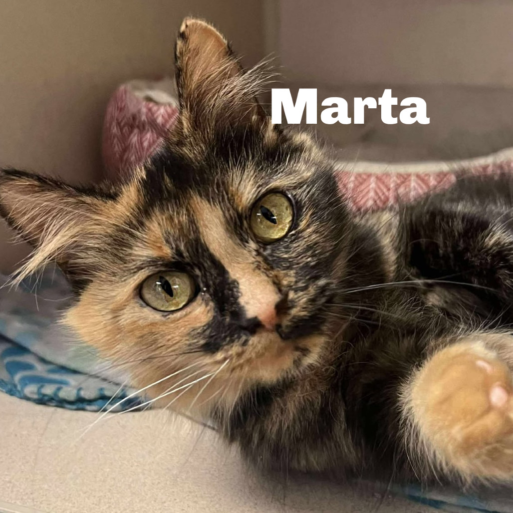 Marta 250611, an adoptable Domestic Short Hair in Escanaba, MI, 49829 | Photo Image 1