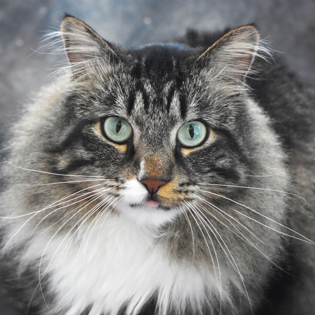 Piggie, an adoptable Domestic Medium Hair in Rifle, CO, 81650 | Photo Image 1