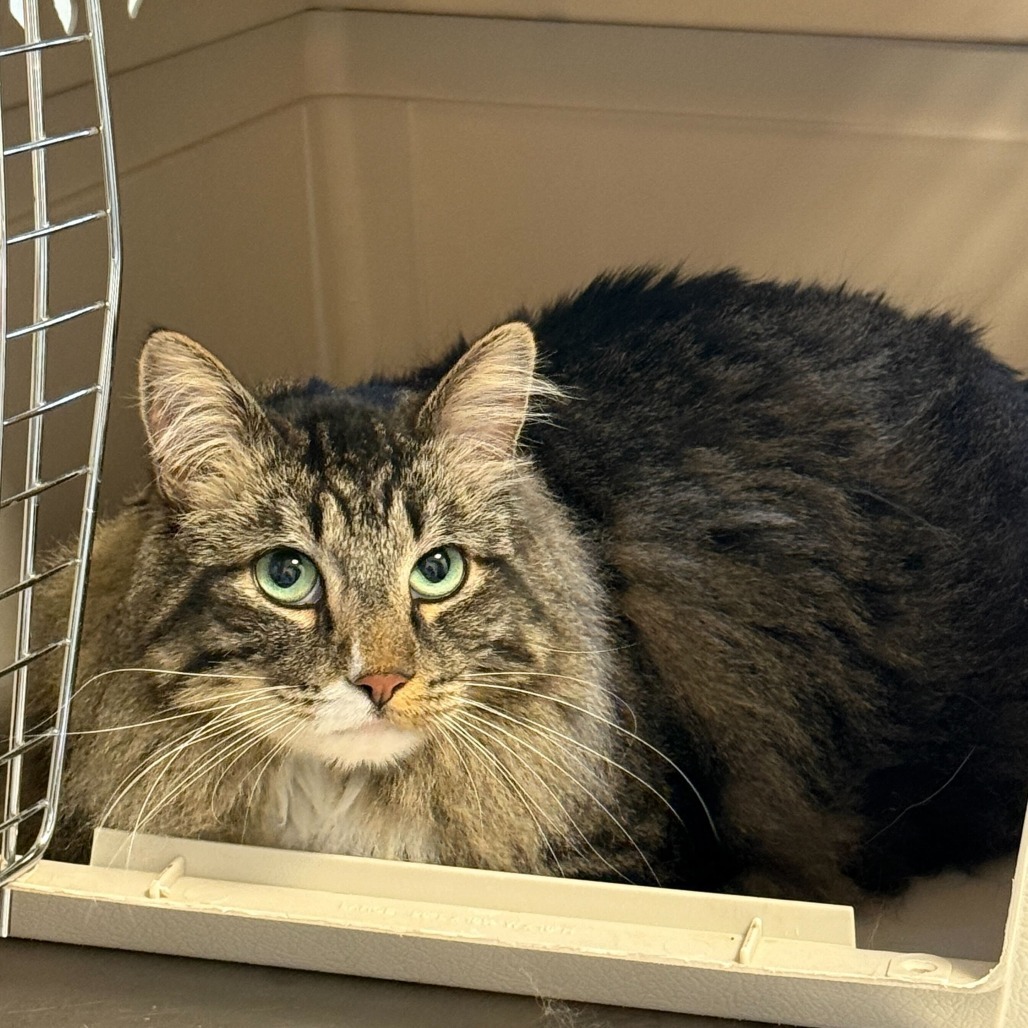 Piggie, an adoptable Domestic Medium Hair in Rifle, CO, 81650 | Photo Image 2