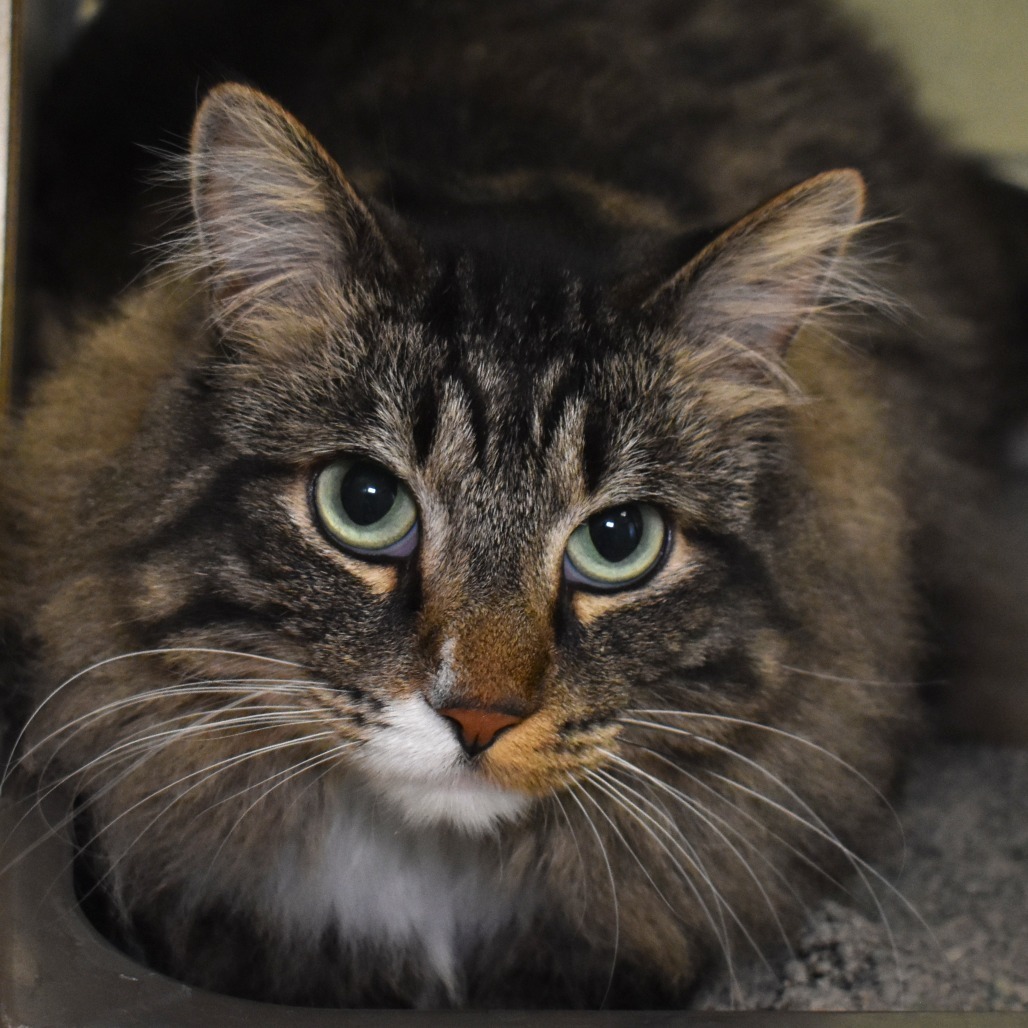 Piggie, an adoptable Domestic Medium Hair in Rifle, CO, 81650 | Photo Image 3