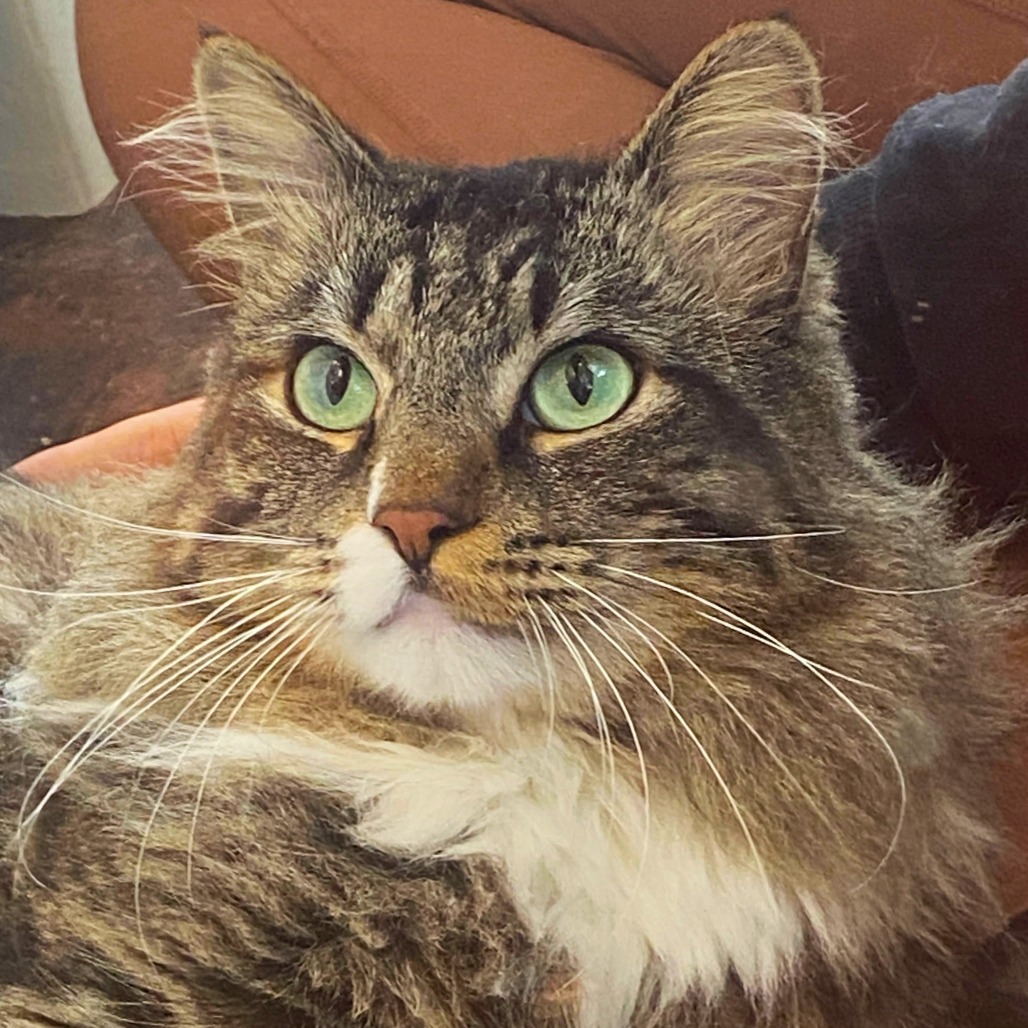 Piggie, an adoptable Domestic Medium Hair in Rifle, CO, 81650 | Photo Image 4