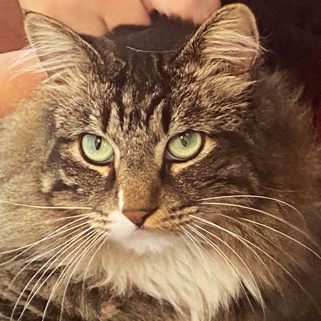 Piggie, an adoptable Domestic Medium Hair in Rifle, CO, 81650 | Photo Image 5