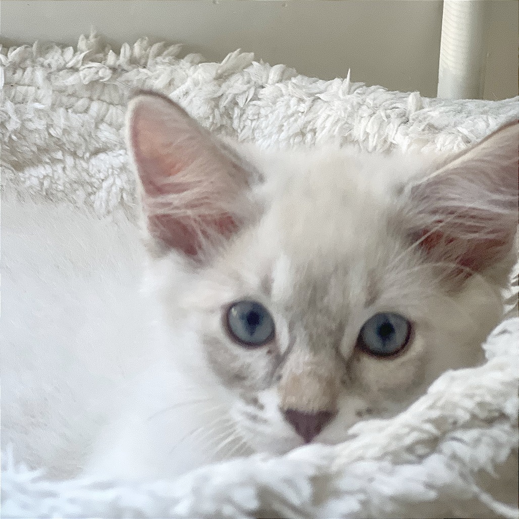 Jack