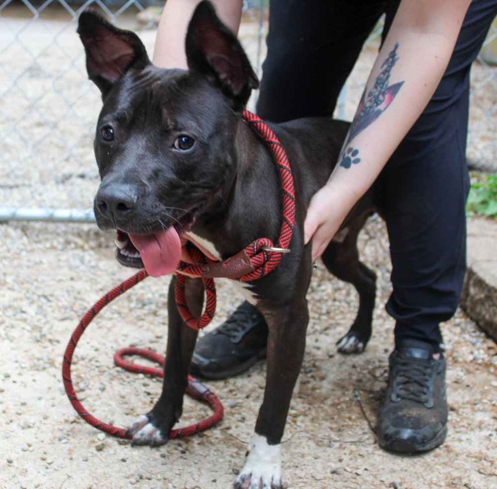 Abbott (Adoption Fee SPONSORED!)