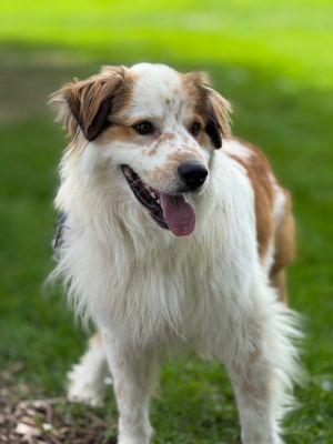 Misiu