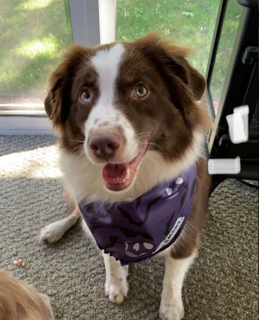 Koda
