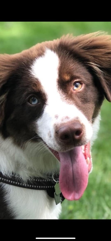 Koda