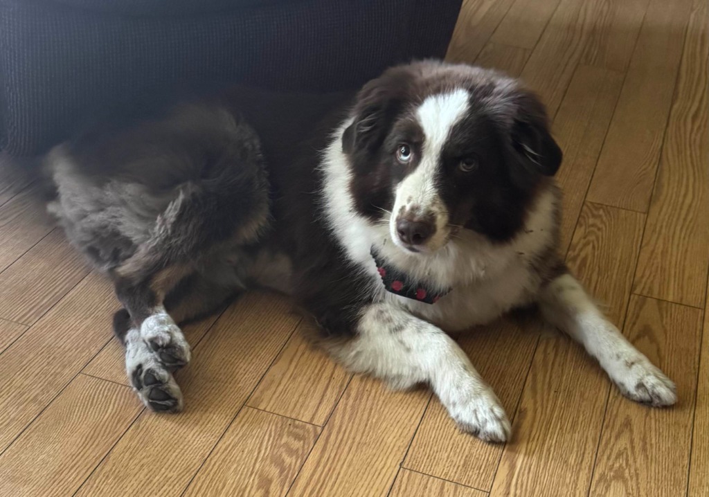 Koda