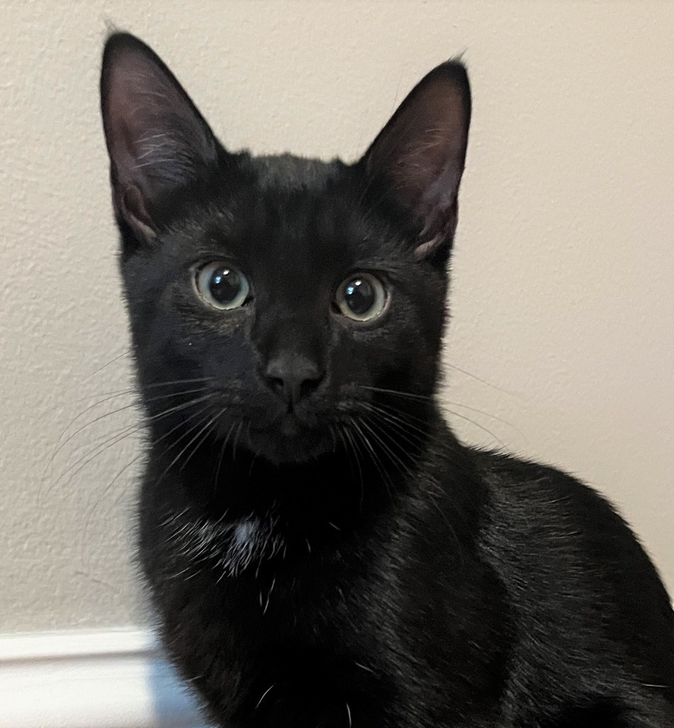 Gizmo