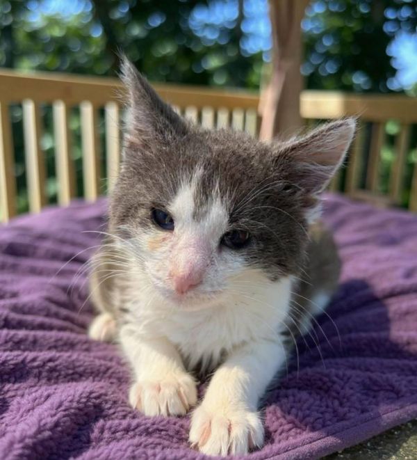 Muffin And Strudel thumbnail 2