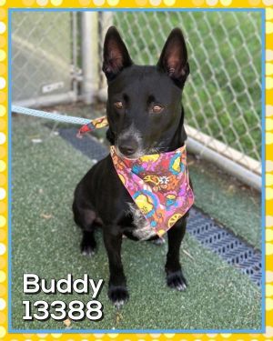 Buddy(834)