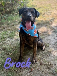 Brock 33424